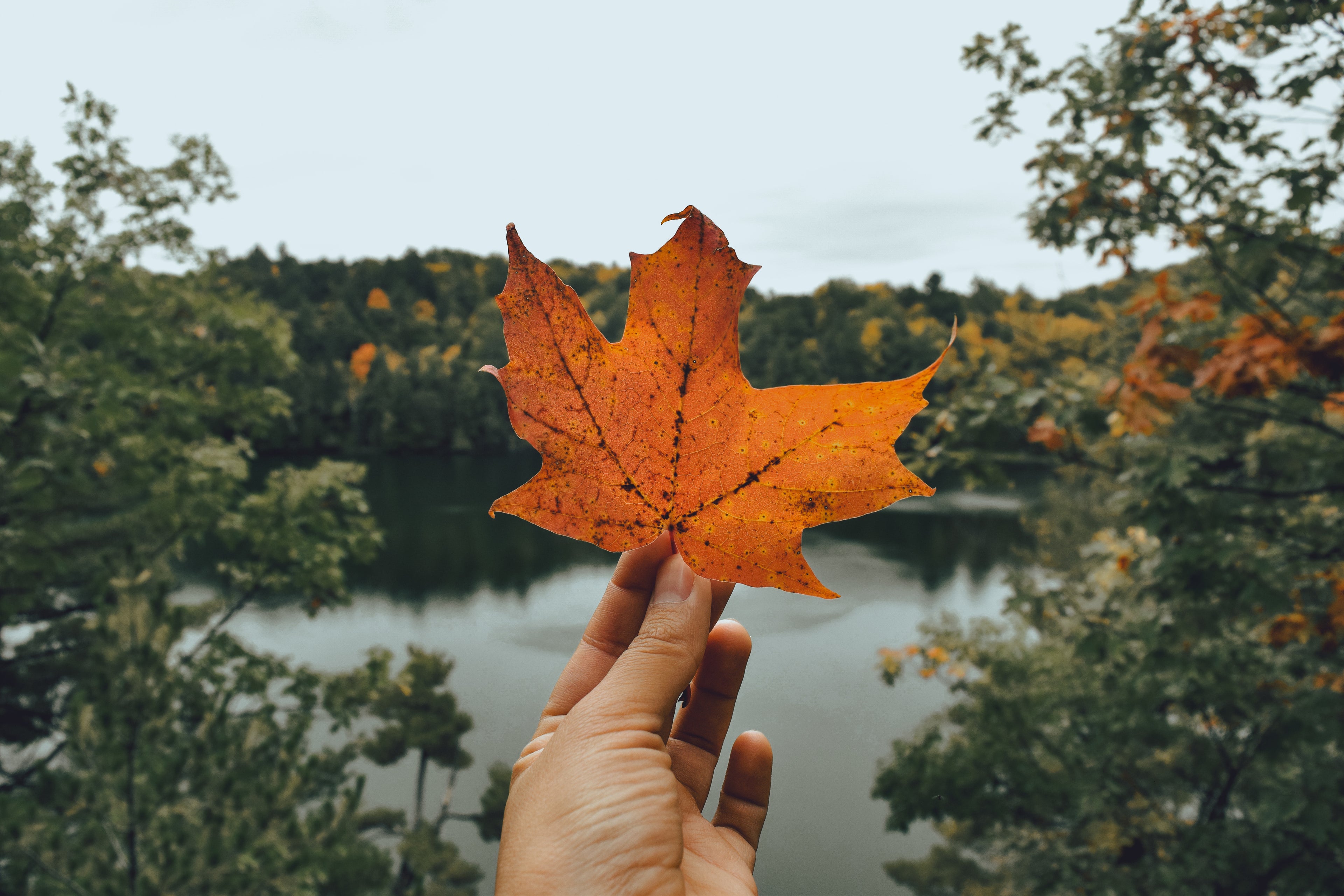 person holfing orange maple leaf