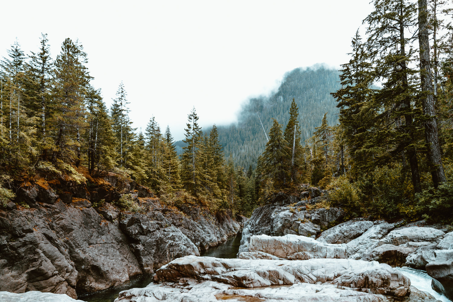 northern forest with stream and rocks