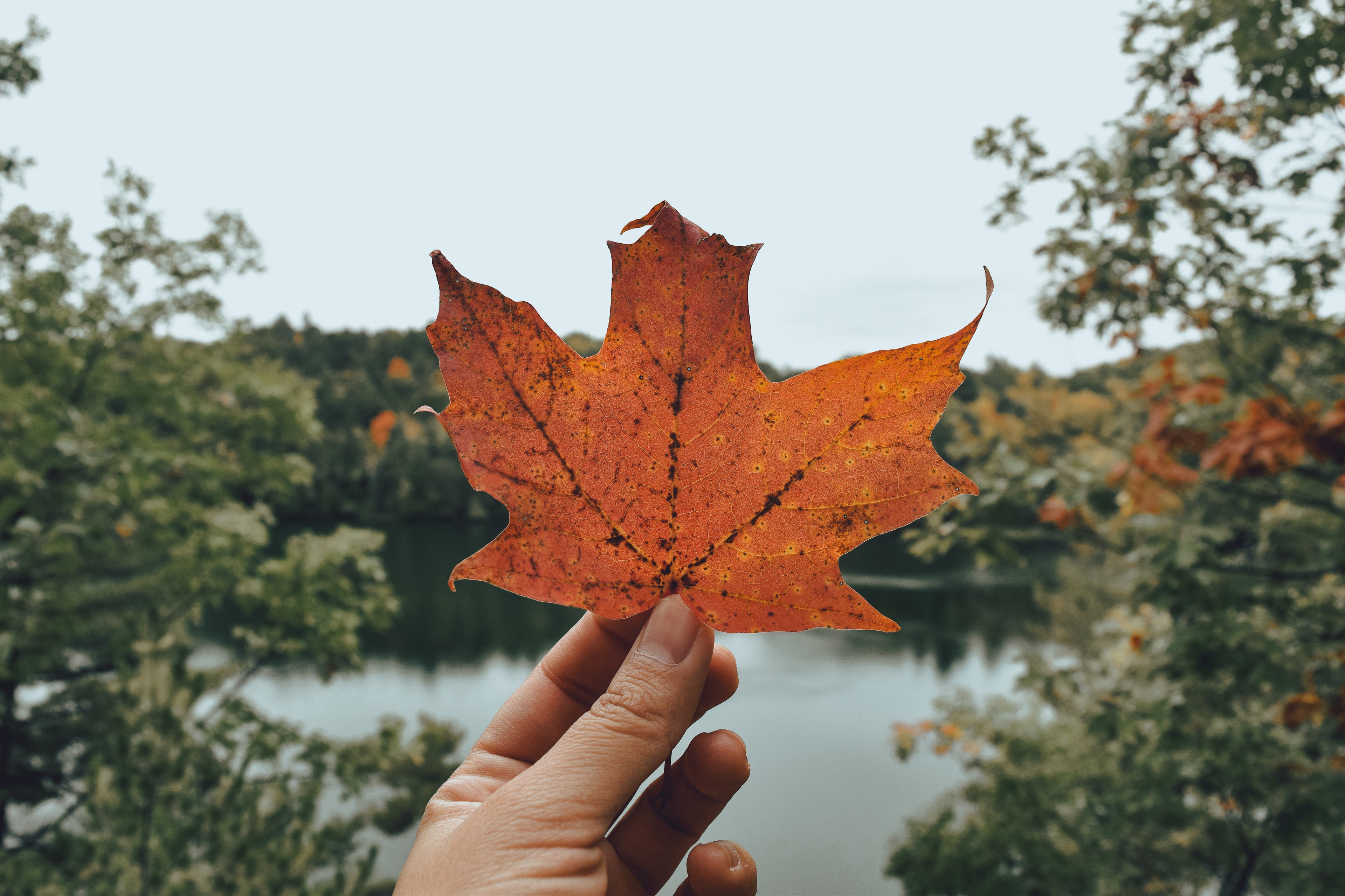 Person holding orange maple lear